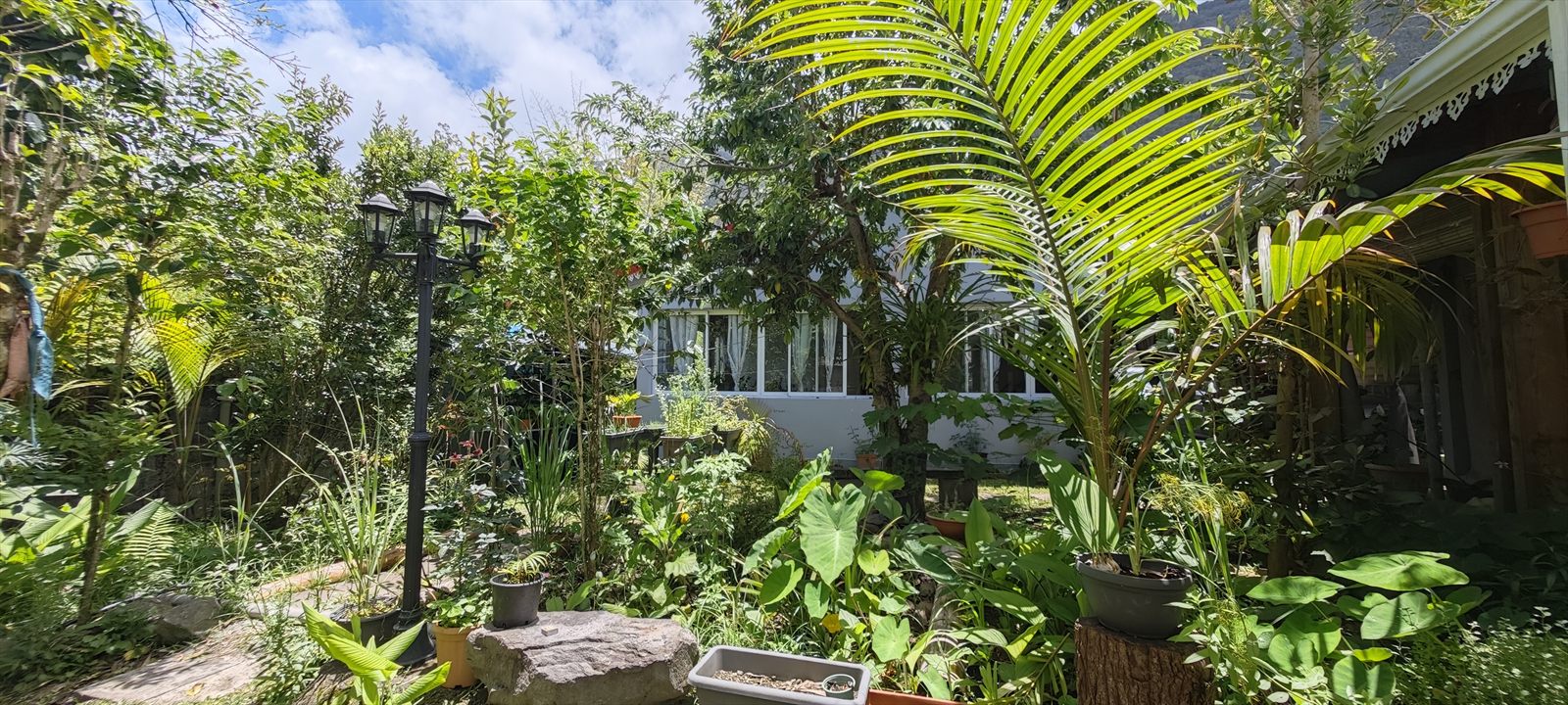 Jardin tropical de Chez Framboise avec palmier et végétation dense